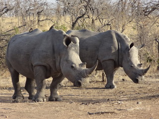 Fototapeta premium rhino in kruger