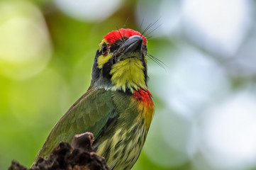 Close up Coppersmith Barbet Bird Perched on Branch Isolated on Background