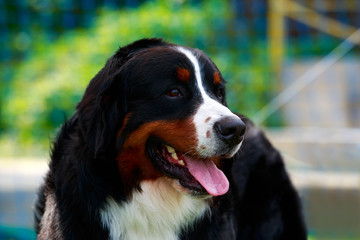 Bernese Mountain Dog