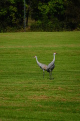 Fototapeta premium Beautiful Family of Sandhill cranes searching for food