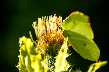 brimstone butterfly on a cabbage thistle flower