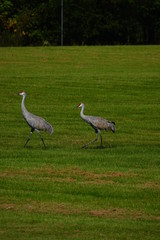 Beautiful Family of Sandhill cranes searching for food