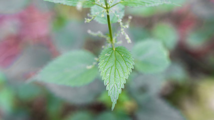fresh nettle close-up with seeds in summer