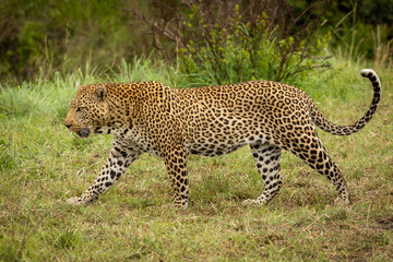 Leopard walks through grass with bush behind
