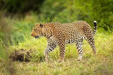 Leopard walks through grass with trees behind