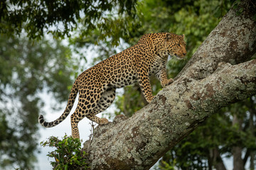 Leopard walks up lichen-covered branch lifting foot