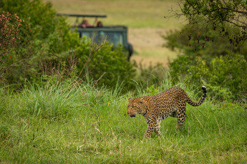 Leopard walks through grass with truck behind