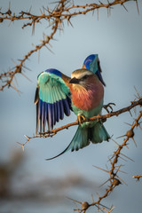 Lilac-breasted roller lands on whistling thorn branch