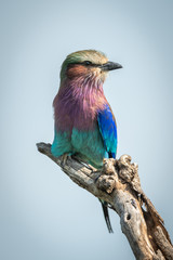 Lilac-breasted roller on dead branch facing right