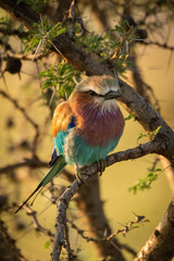 Lilac-breasted roller on whistling thorn eyes camera