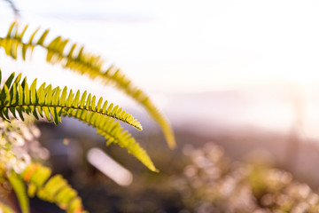 Beautiful background made with young green fern leaves.Fresh green nature fern leaves background