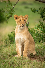 Lion cub sits by bush looking right