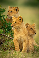 Fototapeta na wymiar Lion cub sits by bush with siblings