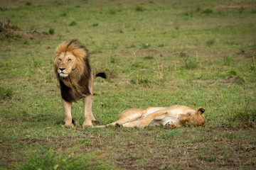 Lion stands over lioness lying on grass