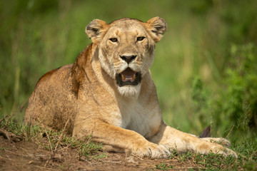 Obraz na płótnie Canvas Lioness lies in grass staring at camera