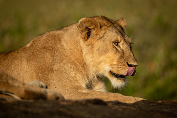 Lioness lies licking lips with grassy background