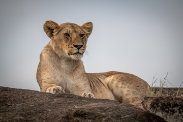 Lioness lies on rock against blue sky
