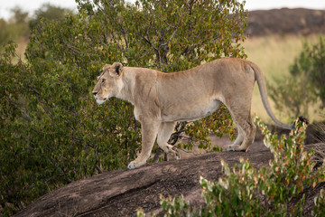 Lioness stands lifting paw on shady rock