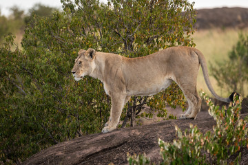 Fototapeta na wymiar Lioness stands staring on rock in shade