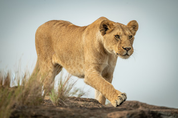 Obraz na płótnie Canvas Lioness walks over rock under blue sky