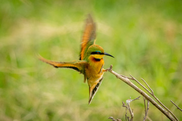 Little bee-eater flaps wings landing on branch