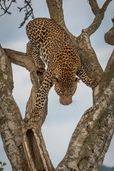 Obraz premium Male leopard climbs carefully down forked tree