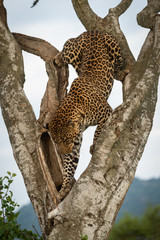 Male leopard climbs awkwardly down forked tree © Nick Dale