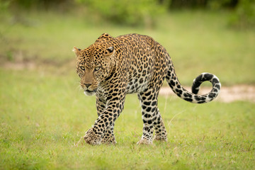 Male leopard crosses grass with curled tail