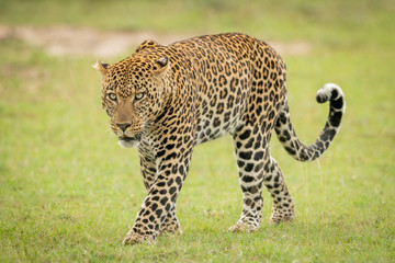 Male leopard crosses short grass curling tail
