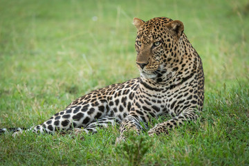 Male leopard lying in grass looking left
