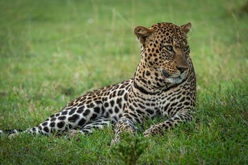 Male leopard lying in grass looking right