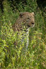Male leopard sits in bushes facing right