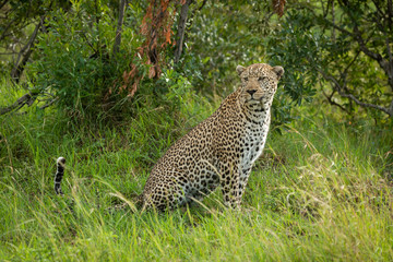 Male leopard sits in grass looking round