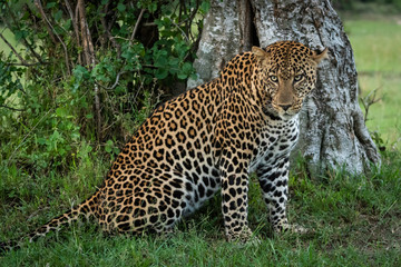 Male leopard sitting by tree turning head