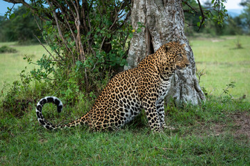 Male leopard sitting by tree in profile