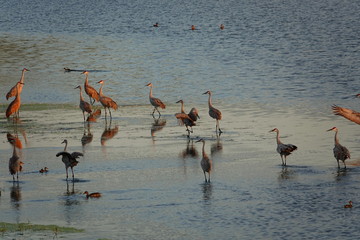 Family of Sandhill Cranes watching the sunset