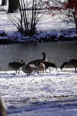 Obraz na płótnie Canvas Family of Geese hanging out in the snow