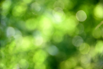 Naklejka na ściany i meble Blurred natural green background - bokeh glare.