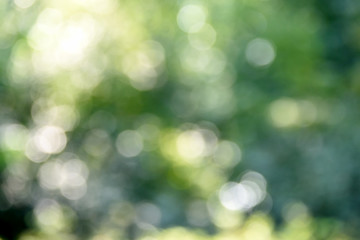 Obraz premium Blurred natural green background - bokeh glare.