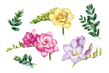 Watercolor illustration set of pink, yellow, violet freesia buxus green leaves. Hand painted botanical flowers with green buds in the full bloom and natural branches. Isolated on white background