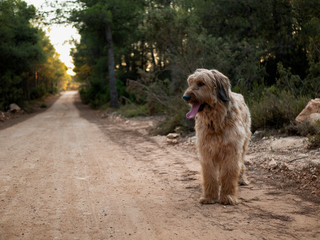 Pastor de Brie mirando con la lengua fuera