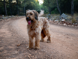 Pastor de Brie en medio del camino