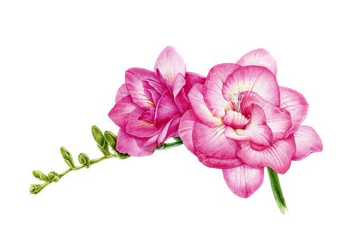 Pink freesia flower watercolor painting illustration. Hand painted close up tender spring botanical flower with green buds in the full bloom. Isolated on white background