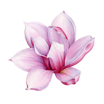 Watercolor tender pink magnolia flower illustration. Hand drawn lush spring blossom. Isolated on the white background