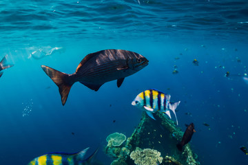 Amazing underwater world with tropical fish and corals at shipwreck