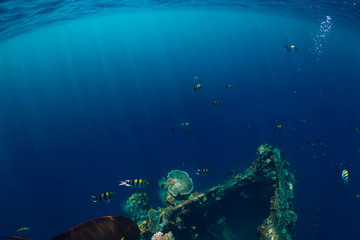 Amazing underwater world with tropical fish and corals at shipwreck