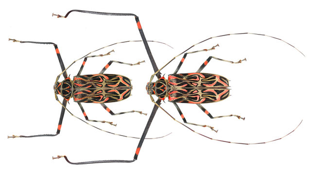 Longhorn beetle-Acrocinus longimanus (Linnaeus, 1758)