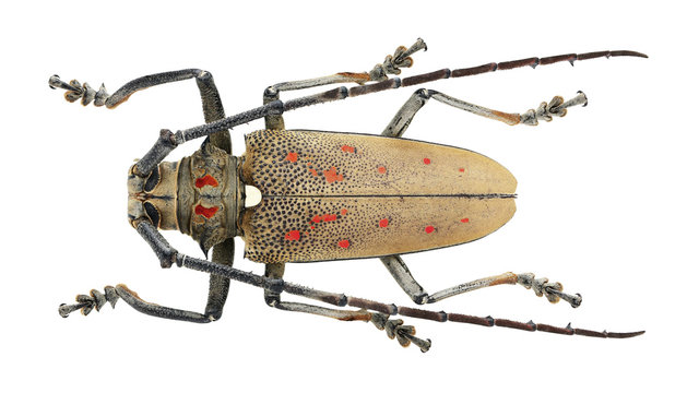 Batocera rufomaculata (Degeer, 1775)