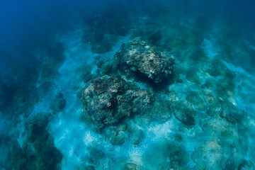 Underwater scene in ocean with corals