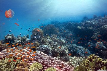 Beautiful underwater world with corals and jellyfish
